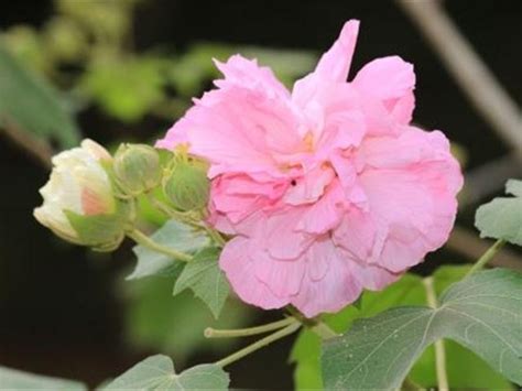 芙蓉好種嗎|如何栽種和養護芙蓉樹